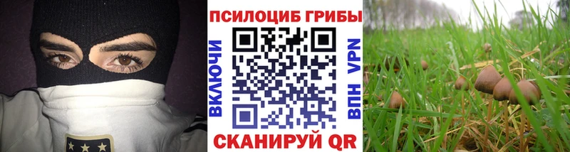 Галлюциногенные грибы Psilocybe  как найти   Ужур 